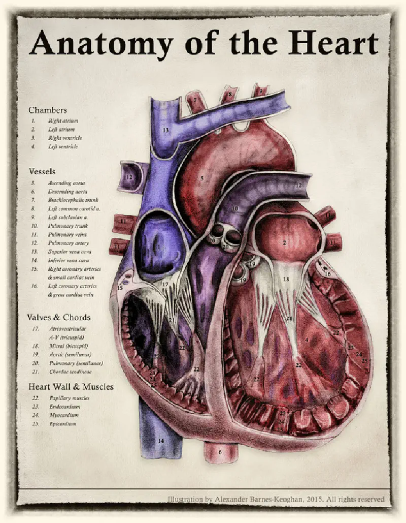 Heart anatomical (0001) Heart anatomical