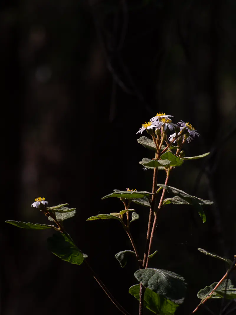 Natively dandy (0001) Natively dandy