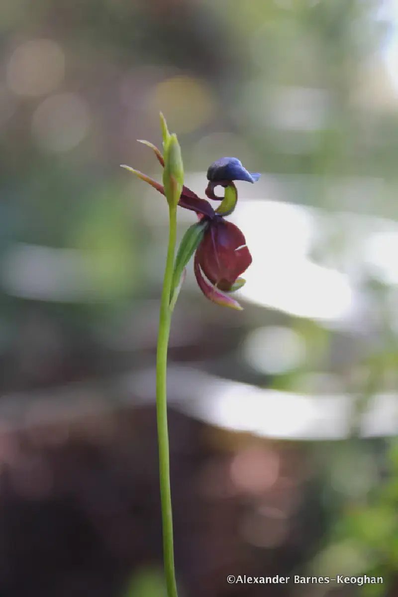 Duck Face (0001) Duck Face