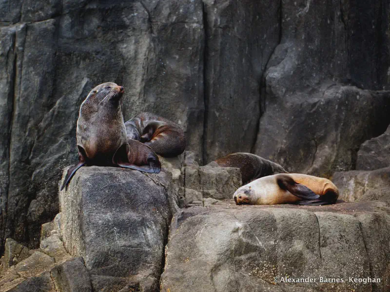 Comfiest Bed in the World (0001) Comfiest Bed in the World