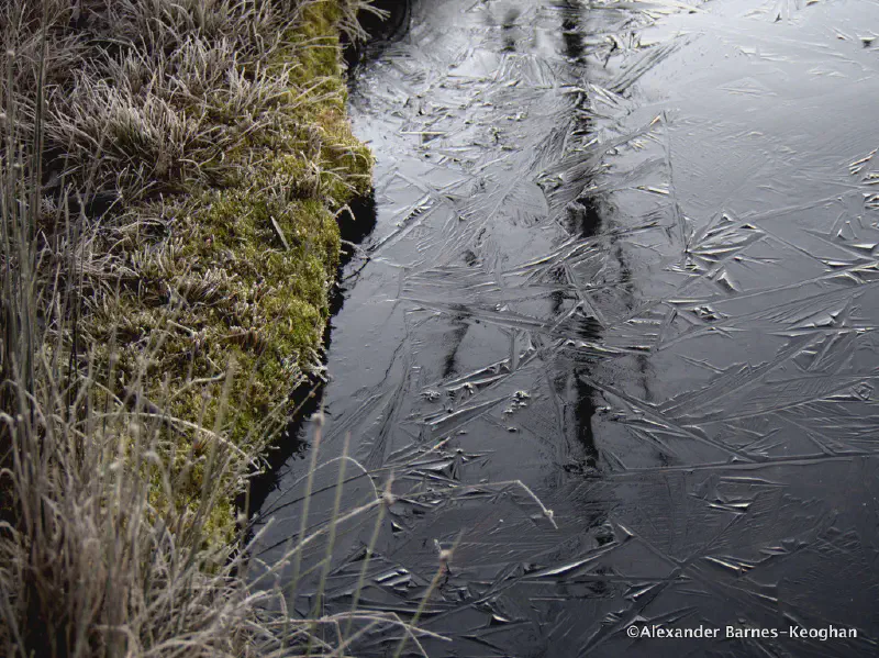 Frosted Tips (0001) Frosted Tips